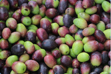 Belt Type Coffee Cherry Processing Machinery For Green Red Cofee Cherry Color Sorter
