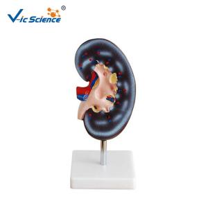 Quality Organ Anatomical Teaching Human Kidney Model For Hospital Or Student wholesale