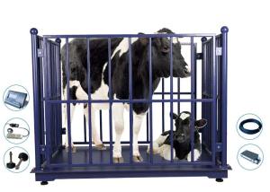 Quality Vet LED KELI Electronic Cattle Weighing Scales Bluetooth wholesale