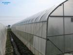 Tunnel Single Span Greenhouse For Vegetables Growing Agricultural Farming