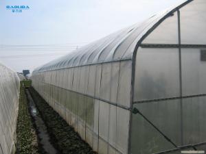Quality Tunnel Single Span Greenhouse For Vegetables Growing Agricultural Farming wholesale