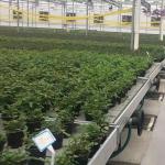 Vegetables Ebb And Flow Tray Seeding Bed Greenhouse Rolling Benches