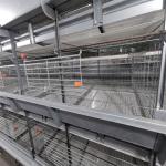 Hot Galvanized Battery Chicken Cage For Broiler 17 Chicks / Cell