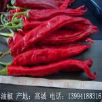 No Pigment Erjingtiao Dried Chilis 16CM Red Stemmed Dehydrating 8000SHU
