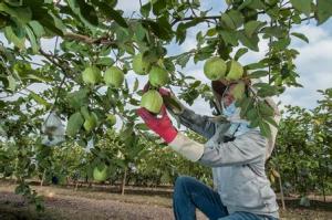 Quality China Supply Food Grade Custom Made Protection Paper Guava Bag wholesale