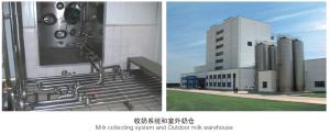 Quality Fully Complete Electric Dairy Processing Line Automatic Control For Flavor Milk wholesale
