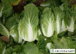Big Size Fresh Chinese Cabbage Own Plantation Supply To Supermarket
