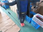 Gym Belt Set Quality Inspection QA Services AQL Standard