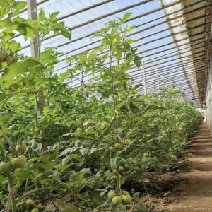 Quality Aquaponics Flower Planting Sparay Irrigation Vegetable Sunlight Greenhouse for Commercial wholesale
