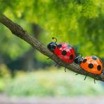 Metal Ladybird Garden Ornaments Cute Metal Insect Decorations