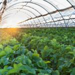 Greentime agriculture Greenhouses Suppliers Plastic Film Rain Shelter Greenhouse