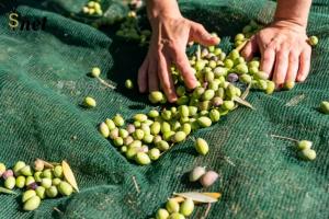 Quality HDPE Fruit Tree Collection Net Green Olive Harvesting Net 5x10m 6x12m wholesale