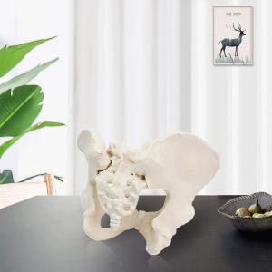 Quality Eco-friendly PVC 1:1 Life Size Medical Education Artistic Creation Design Ergonomics Physical Education Female Pelvic Model wholesale
