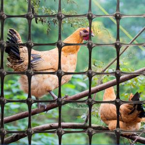 Quality Normal Black Biaxial Geogrid Essential for Breeding Chickens Plastic Fence in Roadbed wholesale