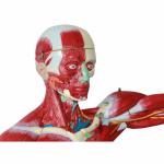 3D Skeletal Viscera Muscle Skeleton Model Customized