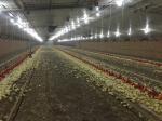 Galvanized Light Steel Frame Construction Poultry House Chicken Farm Bolts