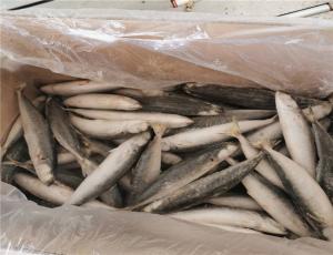 Quality 90g 100g IQF Frozen Whole Muroaji Fish HACCP Approved wholesale