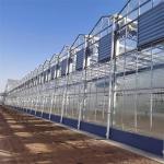 Commercial Glass Multi Span Greenhouse Agricultural Plants Cultivation