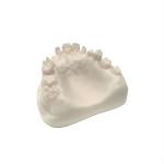 Opposite Jaw Dental Model Resin Odorless
