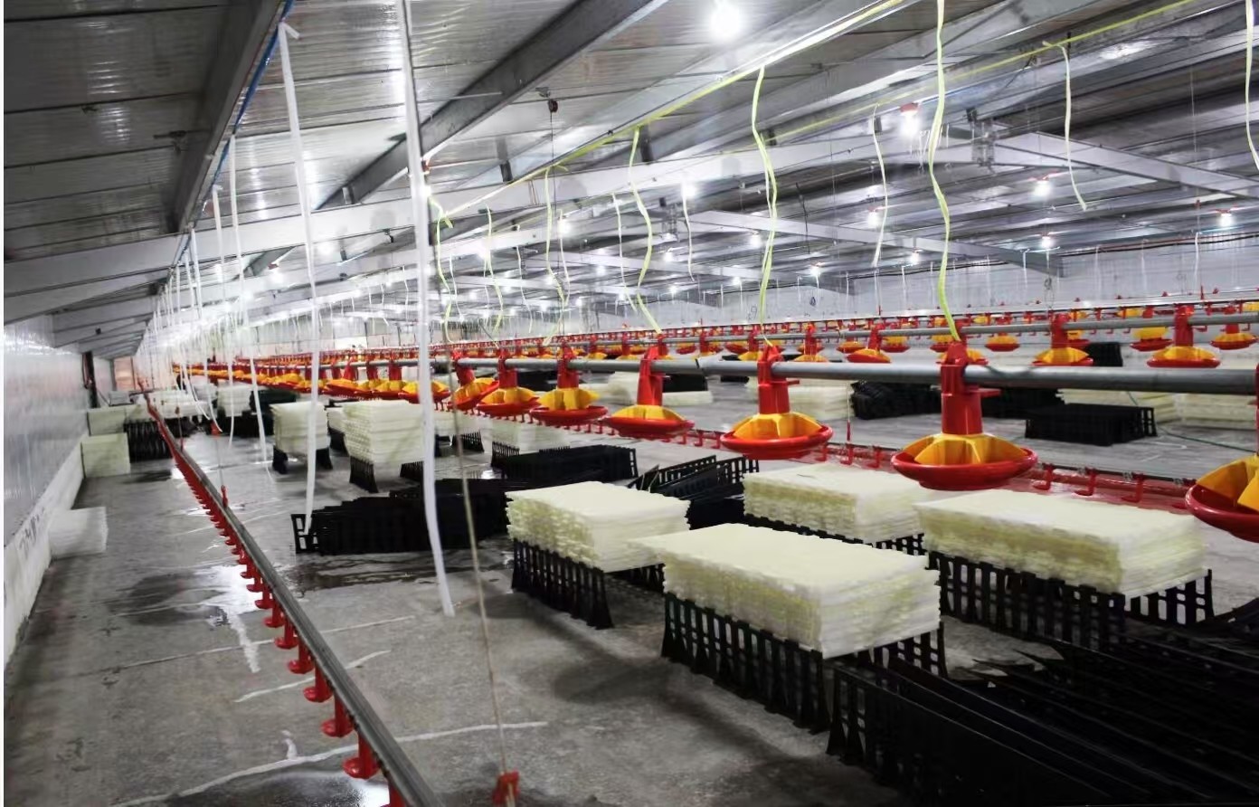 Customized Steel Chicken Farm , Light Steel Frame Farm Buildings