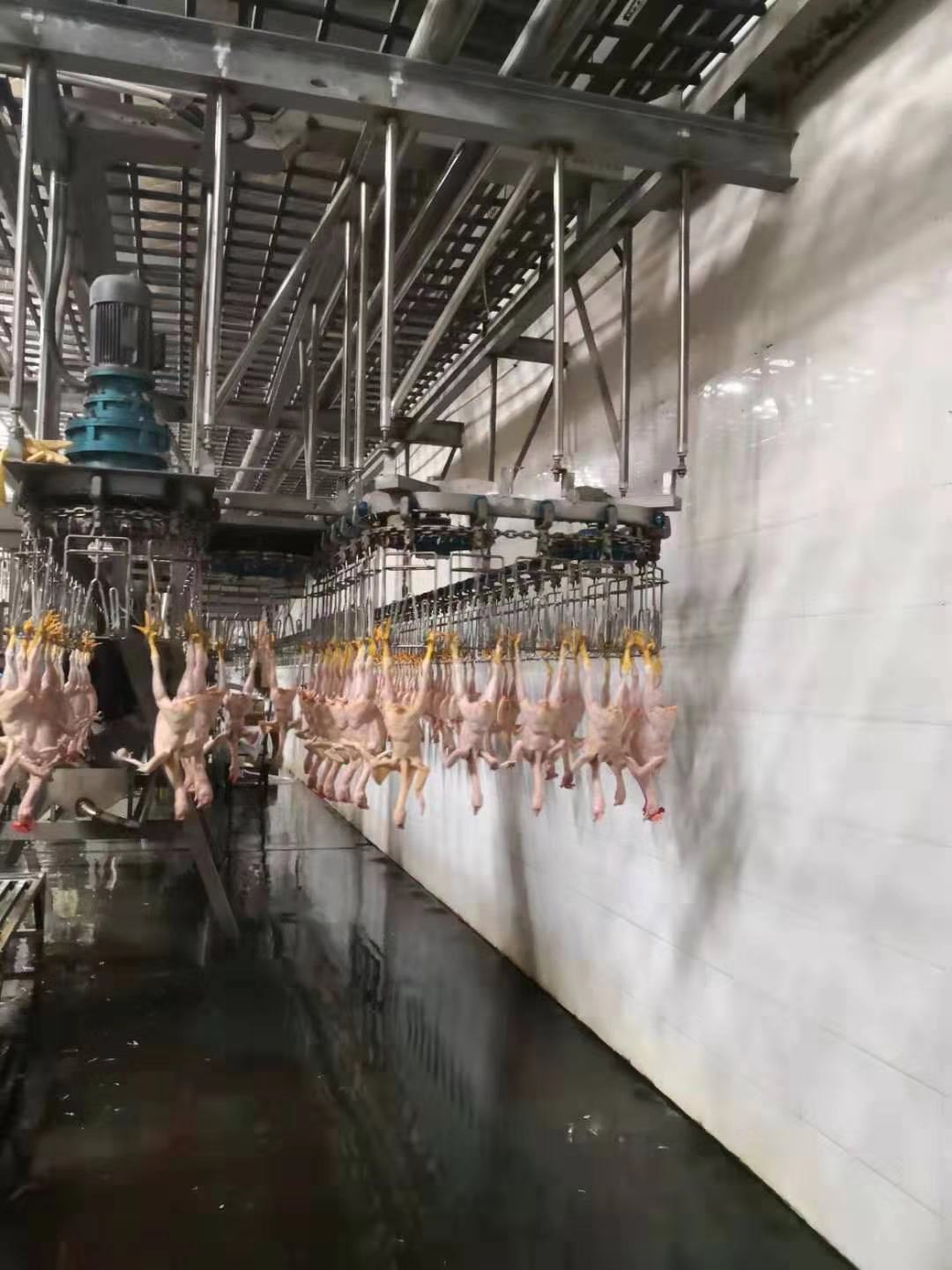 Chicken Goose Turkey Duck Slaughter Machine 1000BPH Poultry Processing Machine