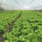 Hydroponic System Single-span Plastic Film Agriculture Greenhouses Construction