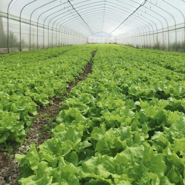 Hydroponic System Single-span Plastic Film Agriculture Greenhouses Construction