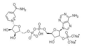 Quality beta-Nicotinamide adenine dinucleotide phosphate disodium salt wholesale