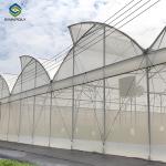 Steel Pipe Structure Gothic Roof Greenhouse Agricultural High Performance