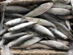 Supply BQF Freezing Good Size 70-80g Whole Round Fresh Frozen Sardines bait