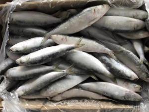 Quality Supply BQF Freezing Good Size 70-80g Whole Round Fresh Frozen Sardines bait wholesale
