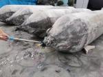 Low Pressure Heavy Lifting Rubber Airbags Used Rubber Marine Airbag