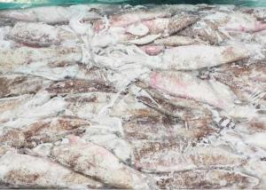 Quality Frozen Loligo Squid Whole Round wholesale