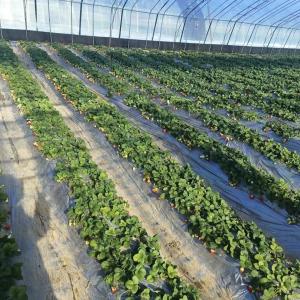 Quality Multi-Span Film Greenhouse for Farming Package Gross Weight of 20.000kg and Affordable wholesale