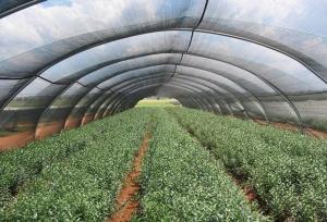 Quality Hdpe Greenhouse Shade Netting wholesale