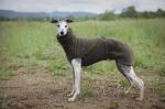OEM Windproof Waterproof Fleece Dog Coat Suit Machine Washable