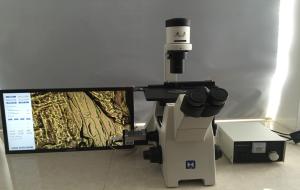 Quality Trinocular Inverted Biological Microscope For Research Cell Culture wholesale
