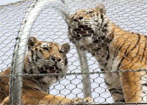 Quality Stainless Steel Animal Enclosure Mesh Anti Corrosive Free - Angles Curving And Fold wholesale
