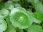 Gotu Kola Extract, Total triterpenes 60%,70%,80%, natural Anti-inflammatory and