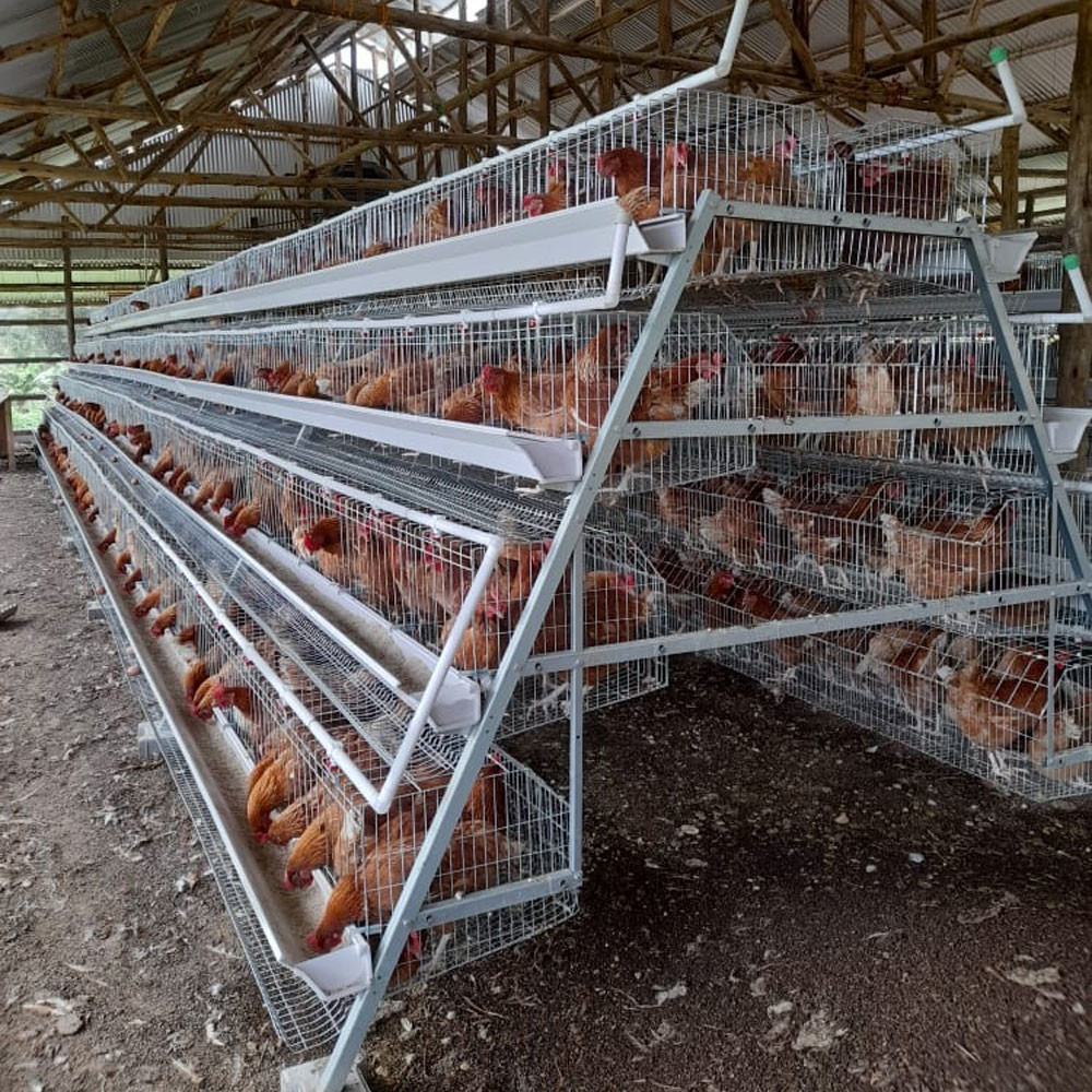 A Type Manual And Automatic Layer Chicken Cage