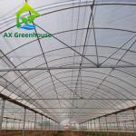 Strawberries Plastic Film Greenhouse