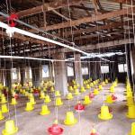 Poultry Farm Broiler Chicken Cage 3 Tiers , A Type Battery Cage For Broilers