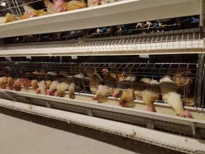 Quality 90 Chickens Poultry Farm House Layer Battery Cage For Laying Hen wholesale