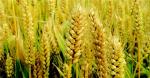 Barley Malt Extract Powder Hordenine 98%