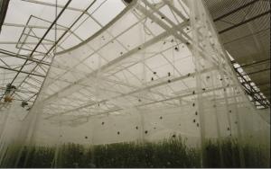China Plastic Garden Agriculture Anti Insect Netting , Plants Anti Insect Net on sale