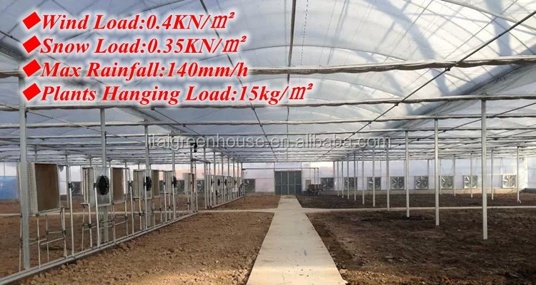 Agricultural Greenhouse Ltd. Presents Large Vertical Hydroponic System for Lettuce