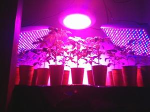 Quality 2017 Best 150W led grow lights for medical plants wholesale