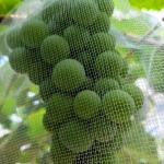 Popular Agriculture Yellow Hdpe Tubular Mesh Bags for Grapes Fruit Cover
