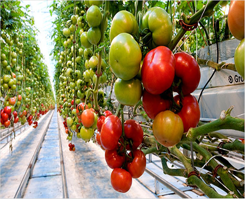 Exhibition Venlo Greenhouse Structure , Polycarbonate Sheet Greenhouse High Output