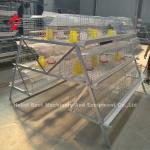 Galvanized 25 Years Lifespan Pullet Chicken Cage Emily